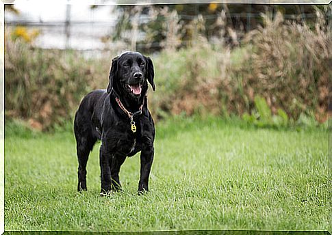 Dog saves owner from deadly snake bite