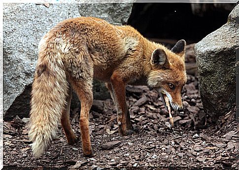 A fox fallen in sewage was rescued