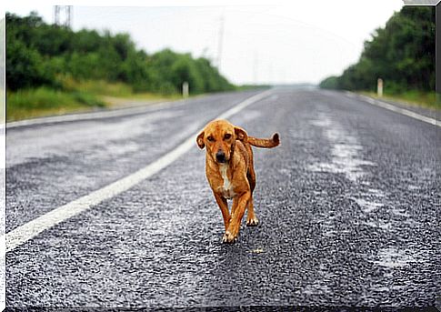 A Uruguayan pilot flew through the air to save a dog's life