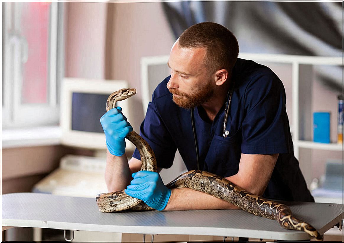 Abscesses in reptiles: causes, symptoms and treatments