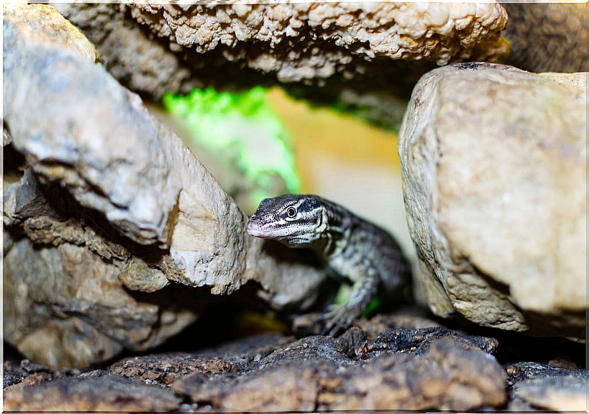 A juvenile monitor lizard in a terrarium.