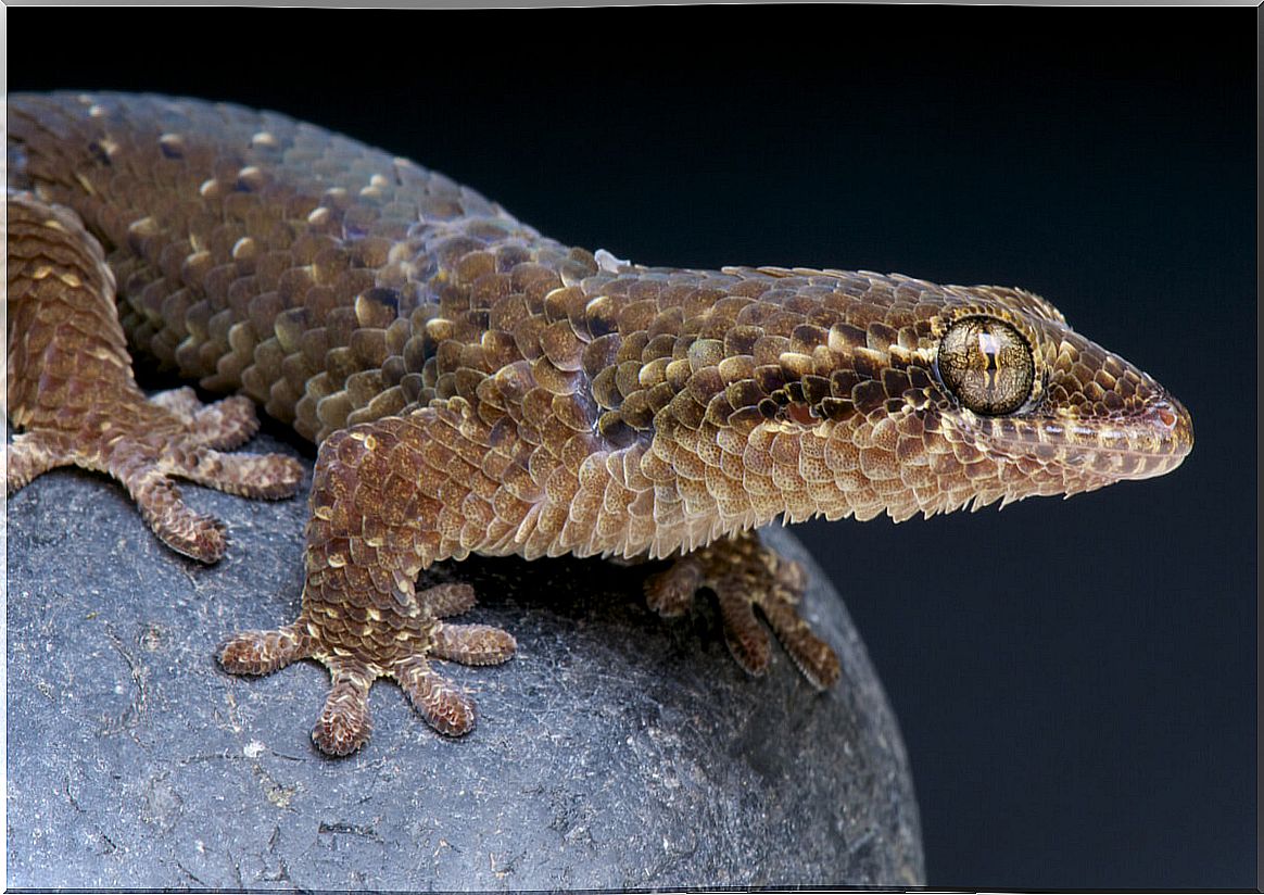 A specimen of Geckolepis maculata.