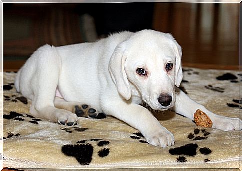 Albinism in dogs: caring for an albino dog