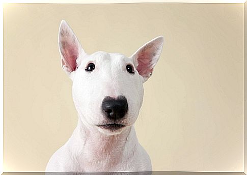 bull terrier albino