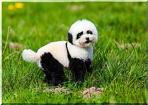 All about pandas dogs