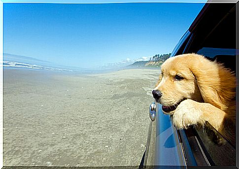 travel dog