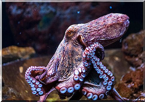 Difficult to tame animals: the octopus