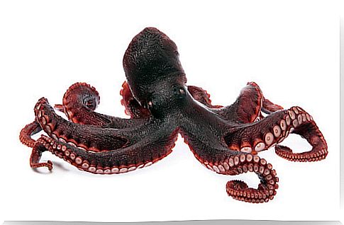 Drug octopus