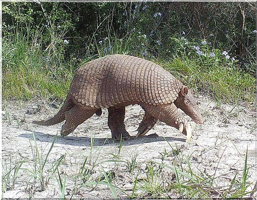 Armadillo gigante: características