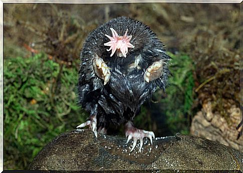 Star-nosed mole: habitat