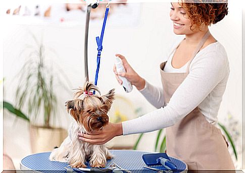 Antiparasitic spray for dogs