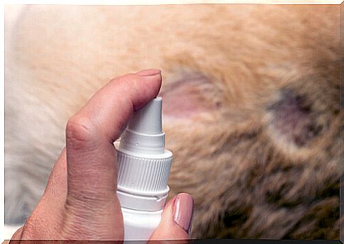 Antiparasitic spray for dogs