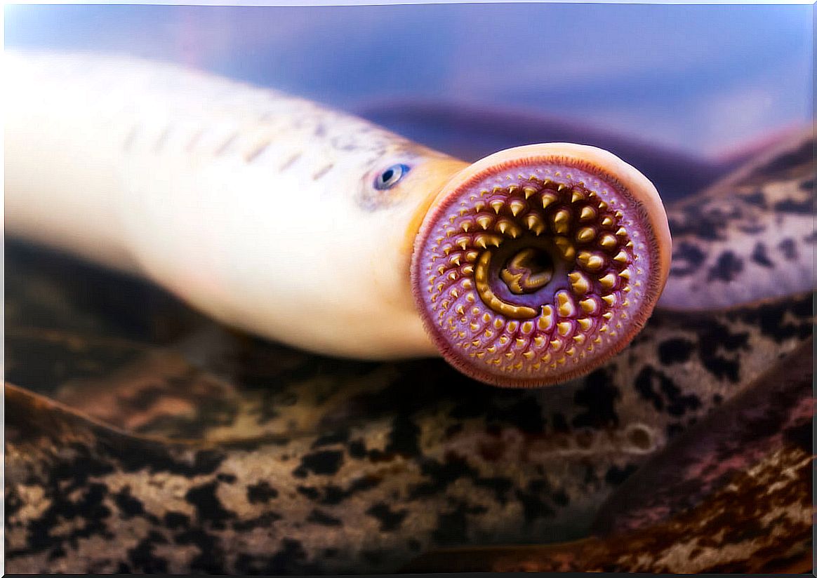 Mouth of a lamprey.