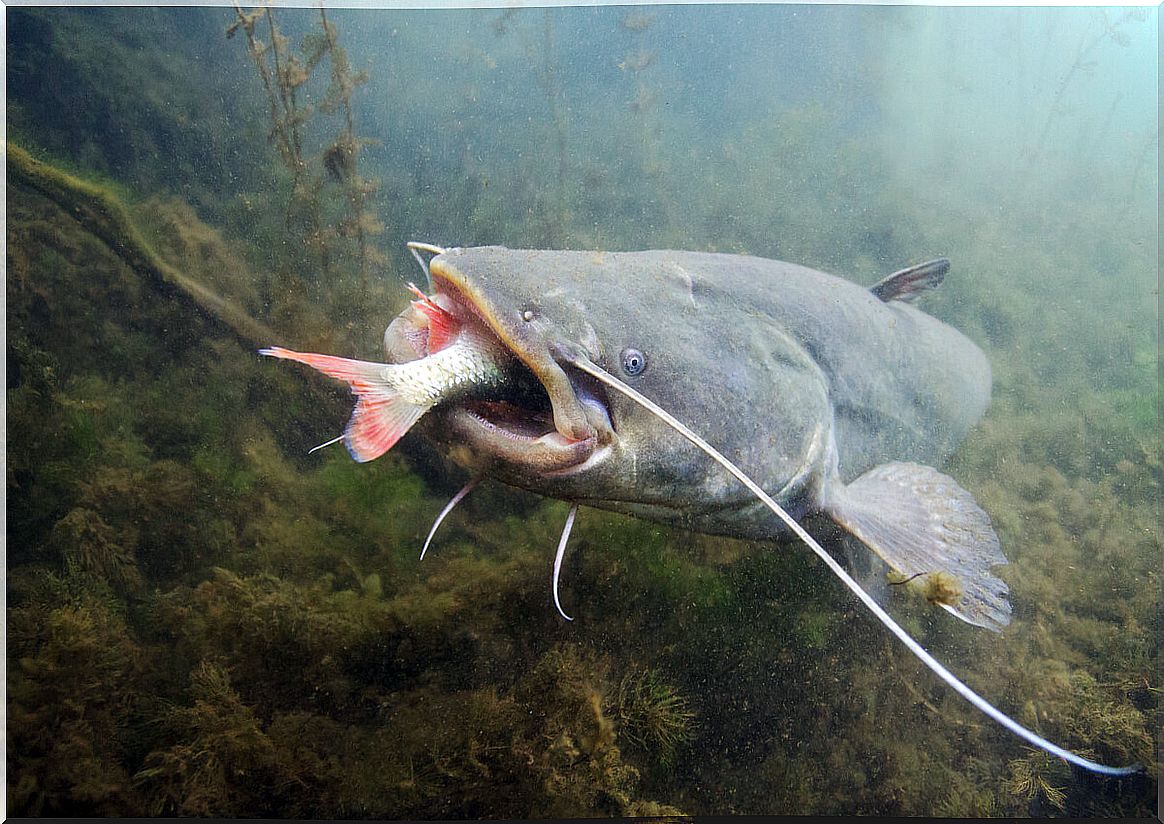 A catfish at the bottom of the river