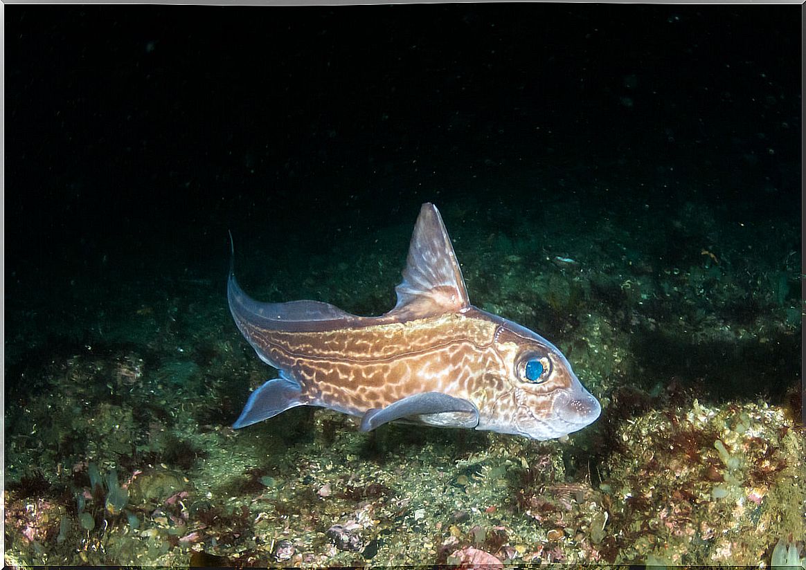 A chimera fish.