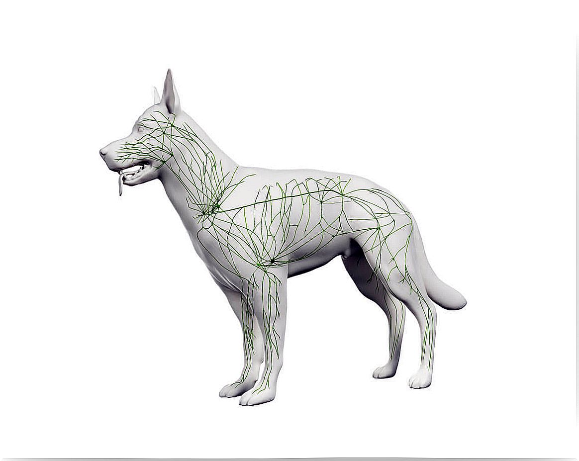 3D model of a dog's immune system.