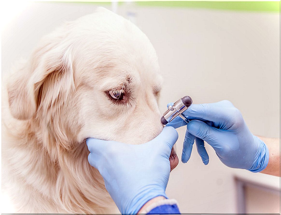 dog at the vet.