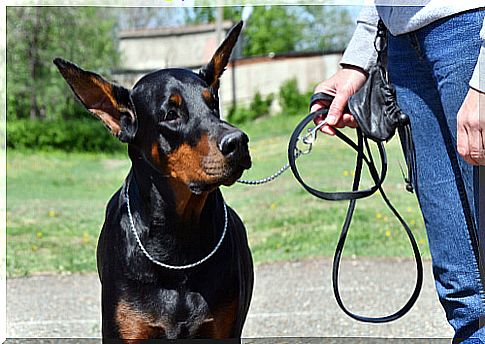 Basic education for a doberman