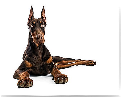 Black doberman