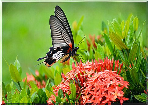 Little critters: butterfly