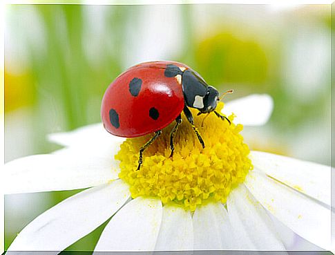 Little bugs: ladybug