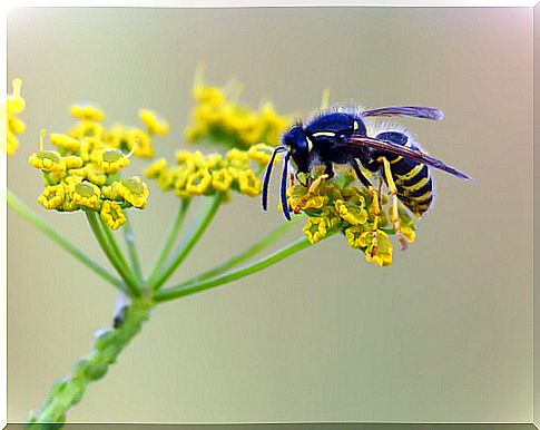 Wasp on a flower