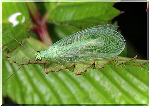 Lacewing