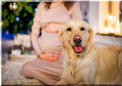 Benefits of having a dog during pregnancy