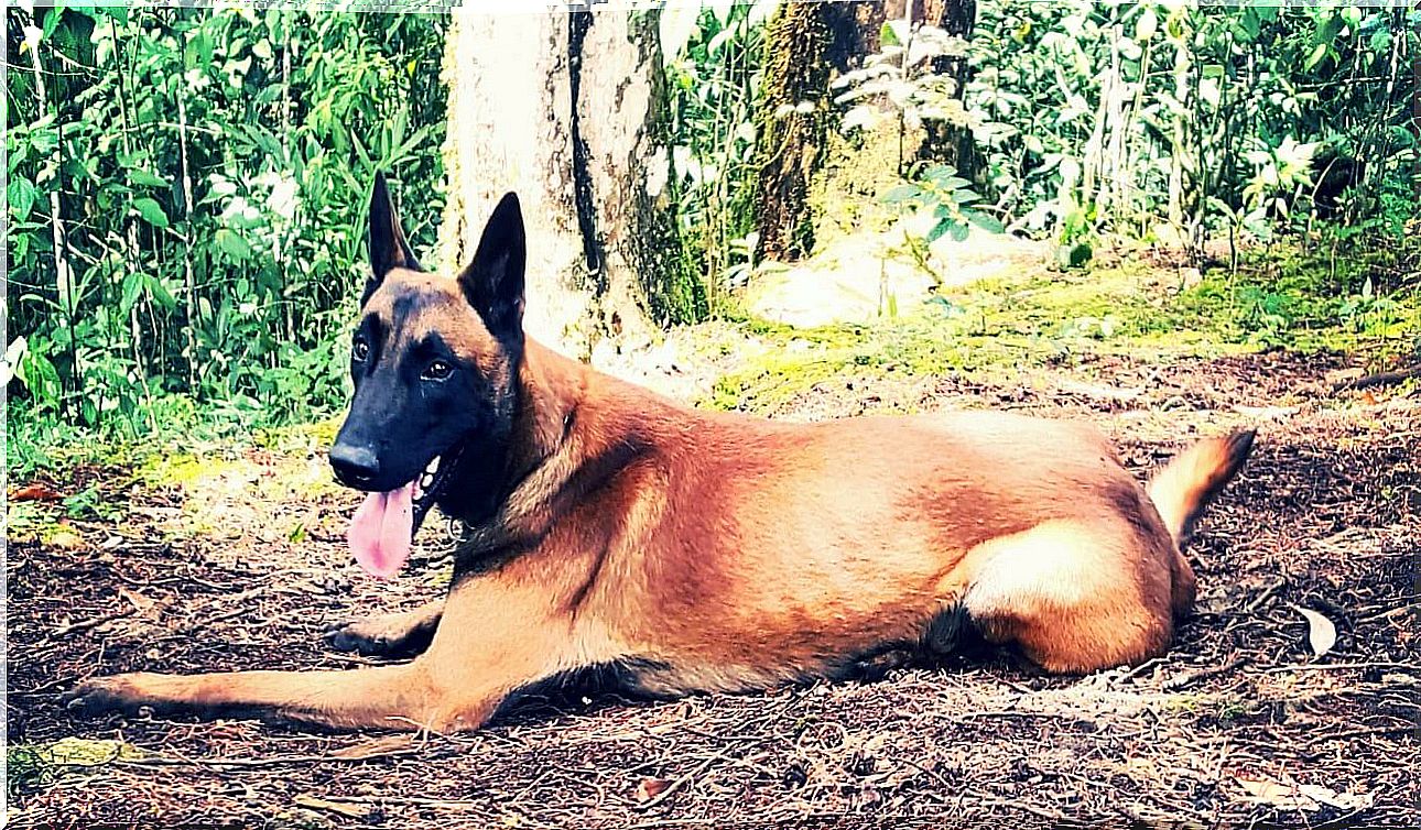 Bones, the dog that searches for missing persons in Colombia