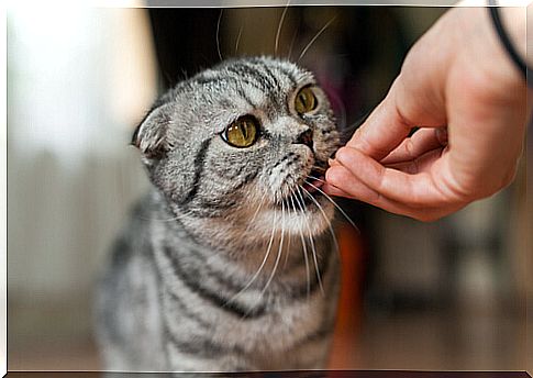 Cat eating