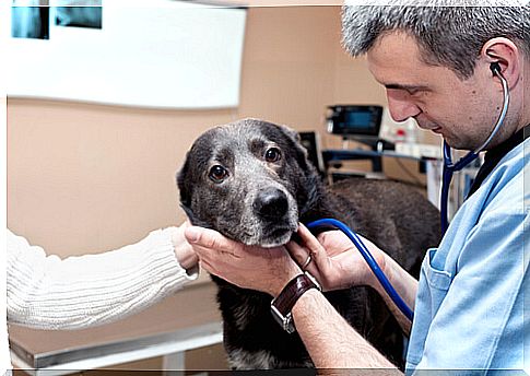 Canine mast cell tumors How to treat them?