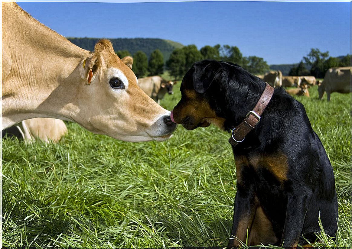 A dog and a cow are loving.