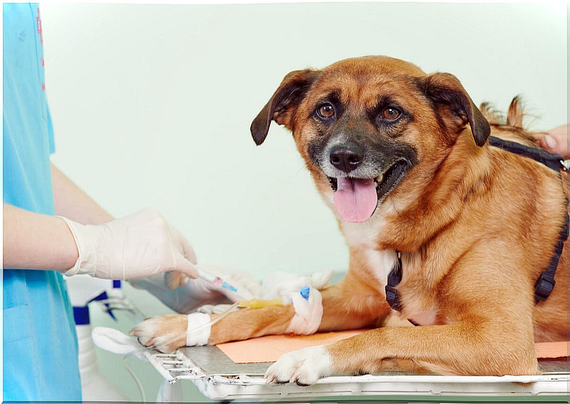 A dog at the vet.