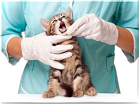 Caries in cats, do you know how to diagnose your cat's oral condition?