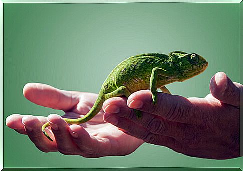 Caring for a chameleon as a pet