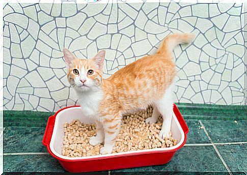 Cat litter: choose the right one