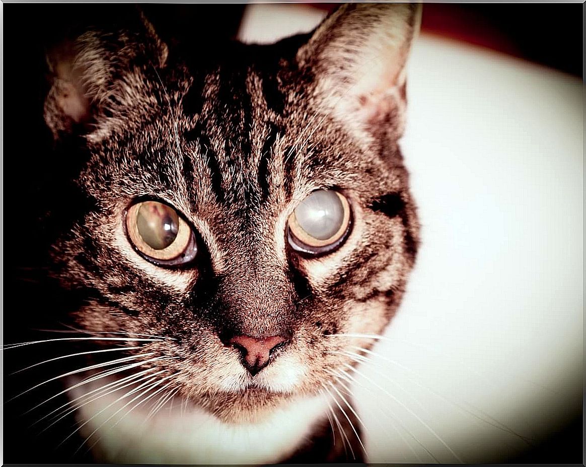 Cataracts in cats: symptoms and treatments