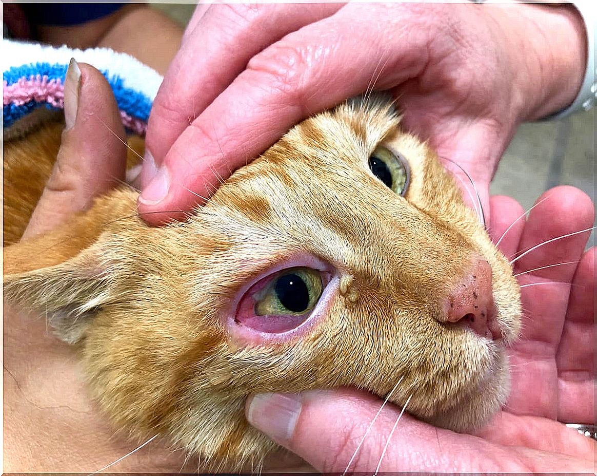 La conjuntivitis en gatos y sus síntomas.