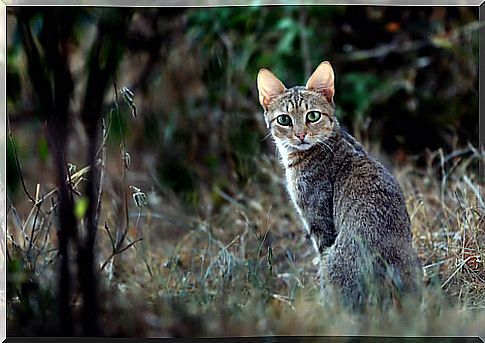 Cats in Ancient Egypt