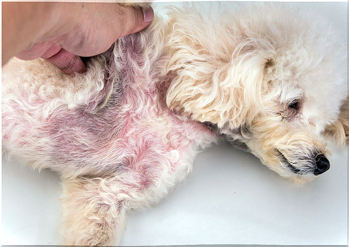 Causes of skin infections in dogs