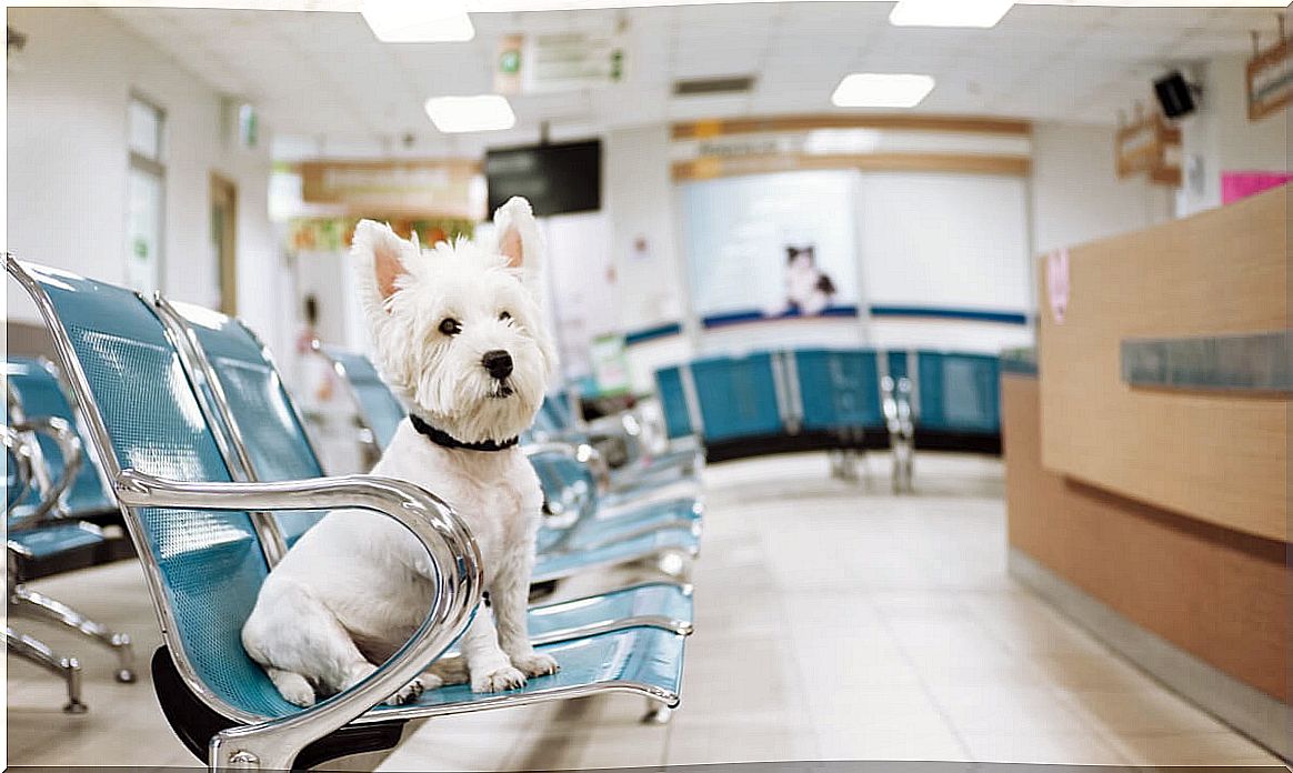 A dog in the ER.