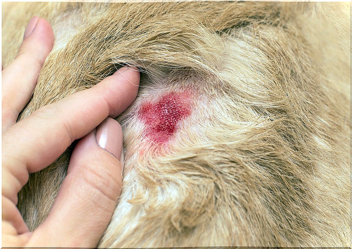 Skin infections in dogs are very common.