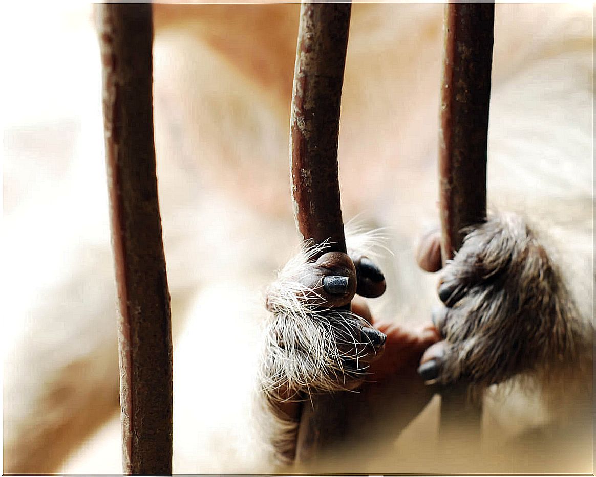 The hands of a caged monkey.