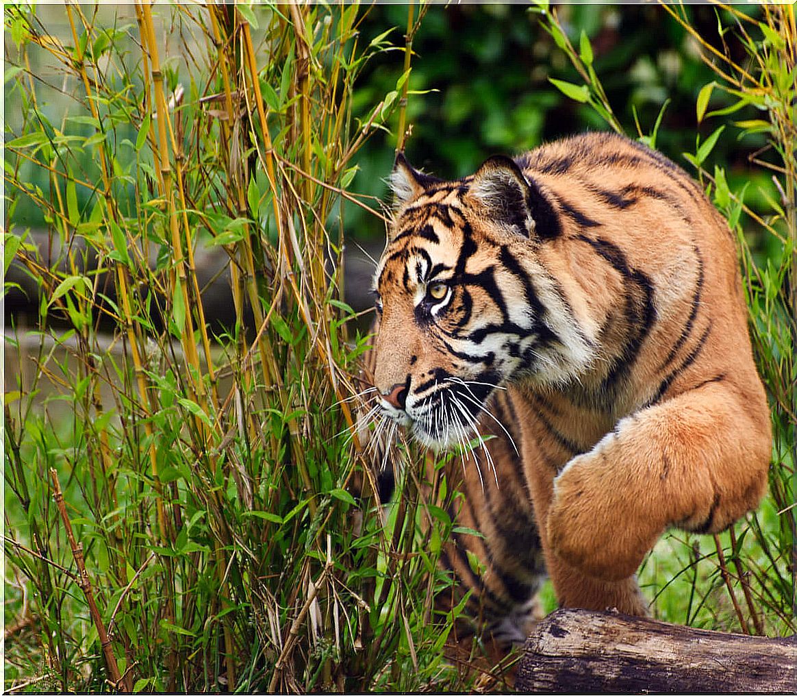 A hidden Sumatran tiger.