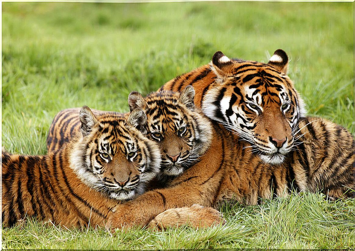 A group of Sumatran tigers.