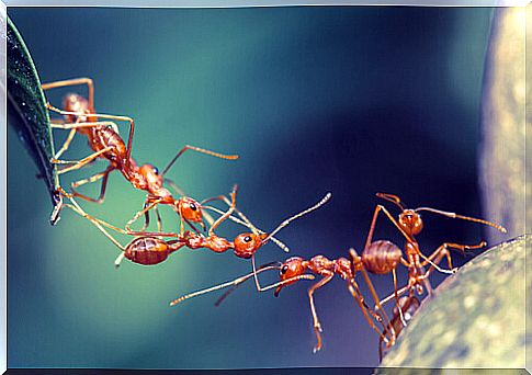 Communication between ants