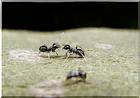 Communication between ants