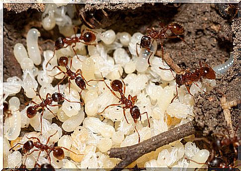 Trophylaxis in ants