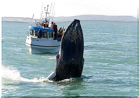 Countries where you can see whales