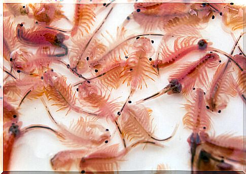 Group of brine shrimp.